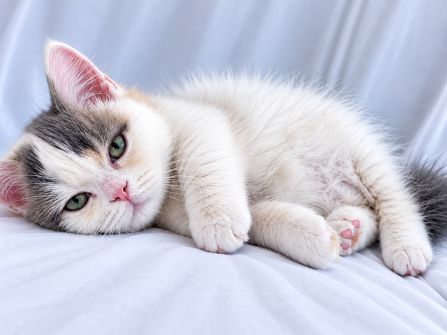 Napoleon Female kitten for sale in Cats & Kittens for Rehoming in Richmond - Image 7
