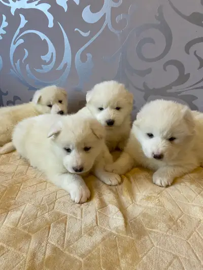 Adorable Puppies Samoyed + Husky , View more