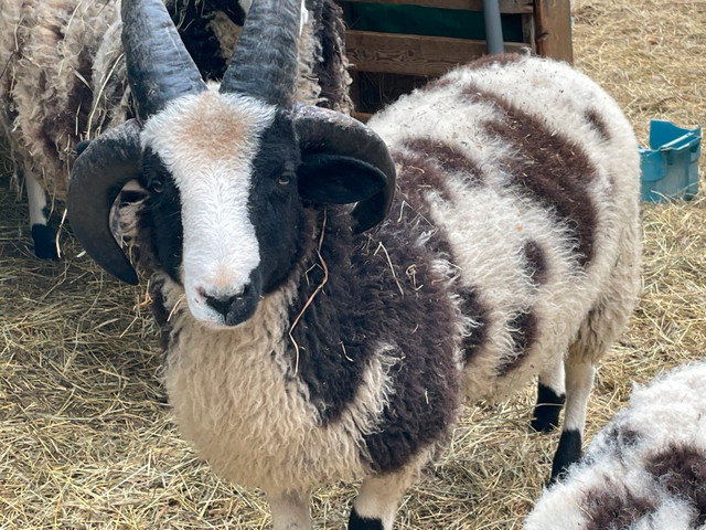 Jacob Sheep/Ram in Livestock in London - Image 2