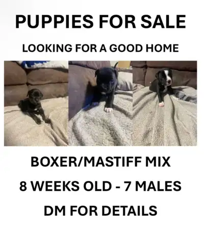 Puppies need a home, View more