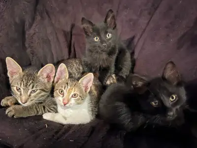 Beautiful Savannah-Mix Kittens – Ready Today! Our litter born on February 9th is officially 8 weeks...