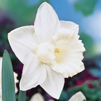 Mount Hood Daffodil White
