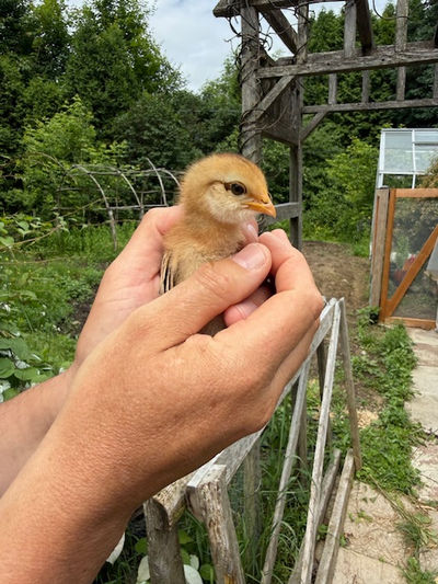 Reste encore plusieurs poussins provenant d'un Coq Maran et poules soit Orpington Blue ou Barbue de...