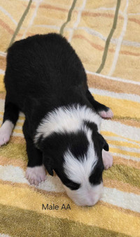 Paper (Registered Border Collies Pups)