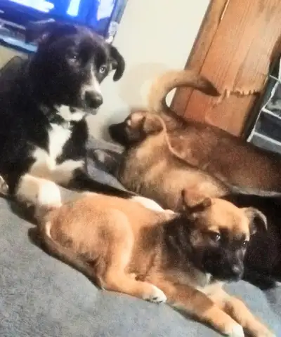 Selling 5 Border collie husky Shepard mix puppies, all wonderful, View more
