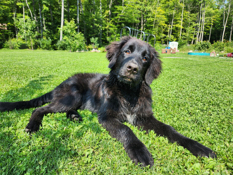 Labernois chiot 5 mois Chiens et chiots à adopter Laurentides Kijiji