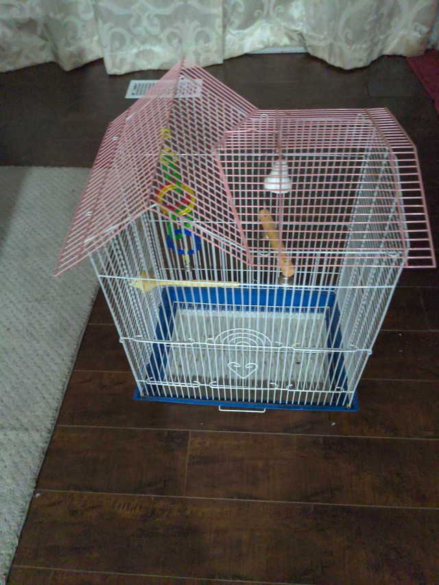 Budgies for pair in Birds for Rehoming in Abbotsford - Image 3