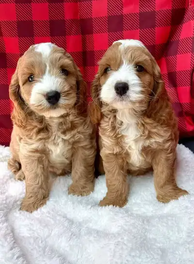 Mini Cockapoo puppies, View more