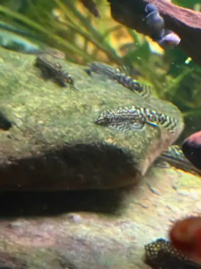 Young Hillstream Loaches, View more