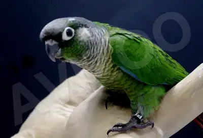 CONURE JOUES VERTES DISPONIBLE, View more