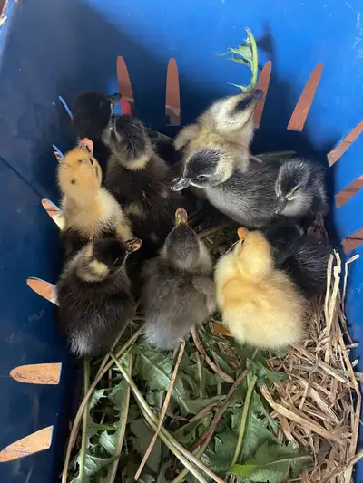 ducklings! , View more