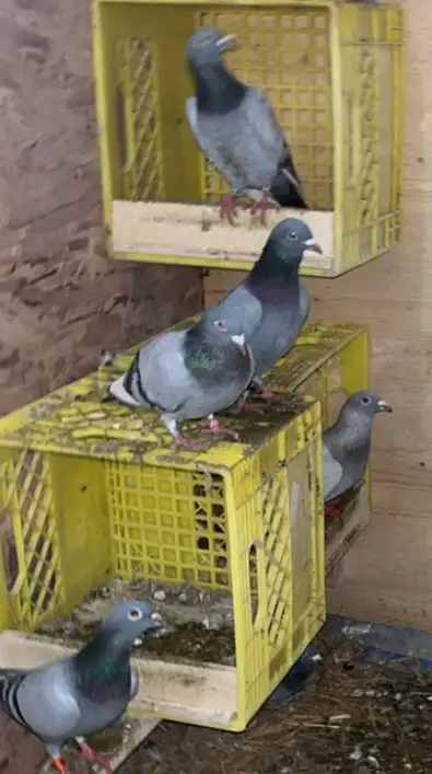 Pigeons for sale, View more