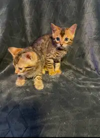 Adorable Male Bengals