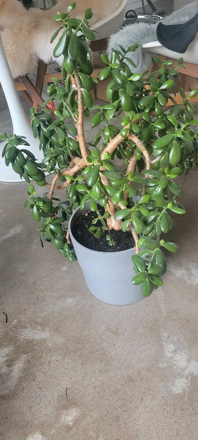 XL 2.5 ft x 3.5 ft wide Jade plant in beautiful 9" grey pot IKEA in Other in City of Halifax - Image 4