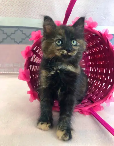 Tortie Maine Coon Girl, View more