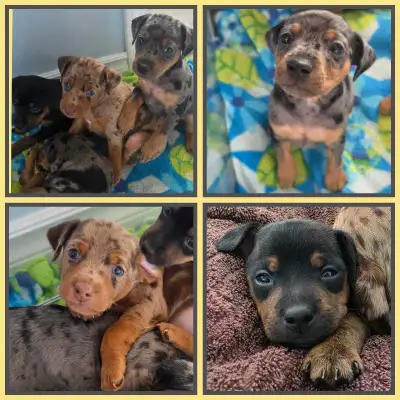 Harlequin Miniature pinscher puppies, View more