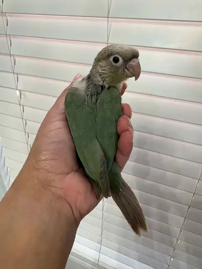 Beautiful Conure Babies , View more