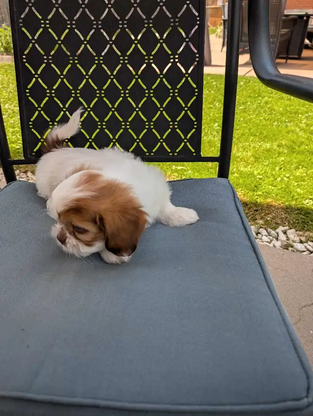 Beautiful Shih Tzu Puppies SOLD in Dogs & Puppies for Rehoming in Kitchener / Waterloo - Image 6