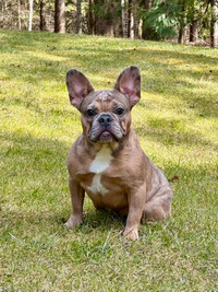 FRENCH BULLDOG PUPPIES AVAILABLE