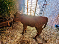 Dun dexter bull calf 