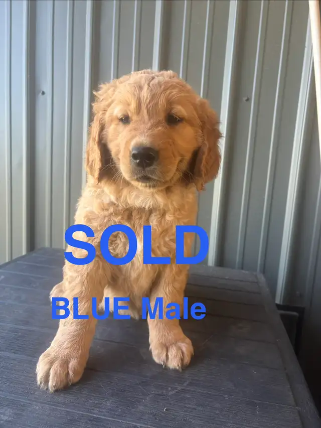 Golden retriever ALL SOLD in Dogs & Puppies for Rehoming in Edmonton - Image 4
