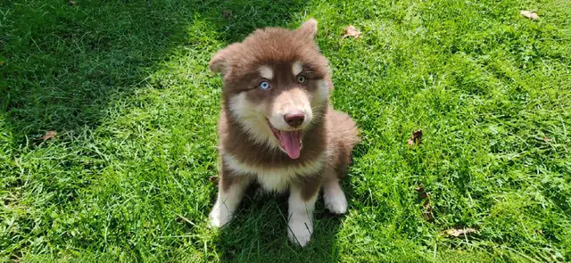 Only 1 Puppy left! in Dogs & Puppies for Rehoming in Norfolk County - Image 4