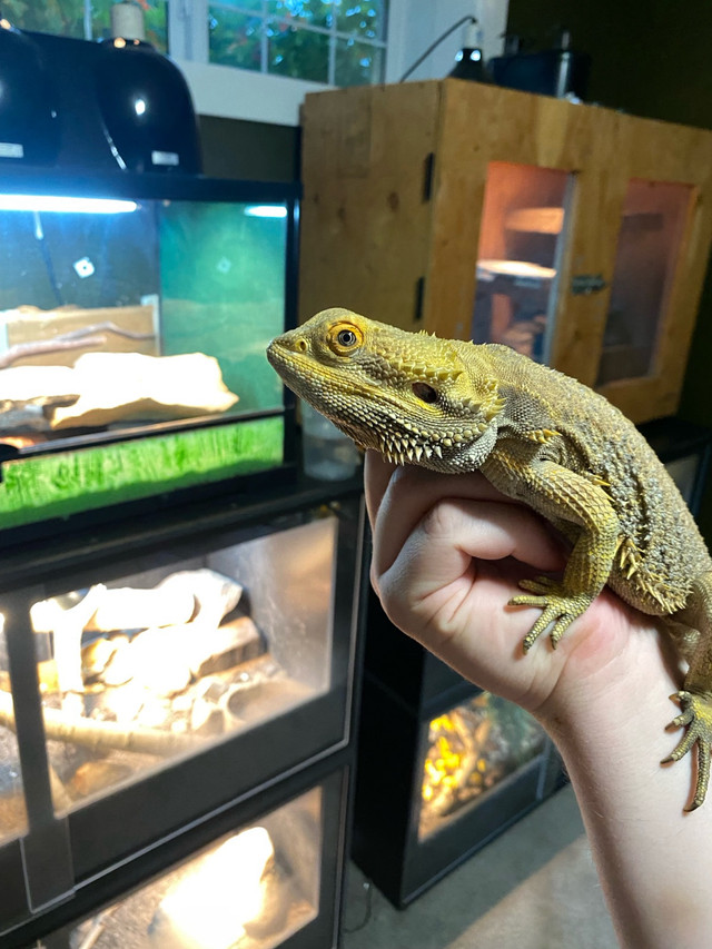 Male hypo dunner bearded dragon in Reptiles & Amphibians for Rehoming in Grande Prairie - Image 2