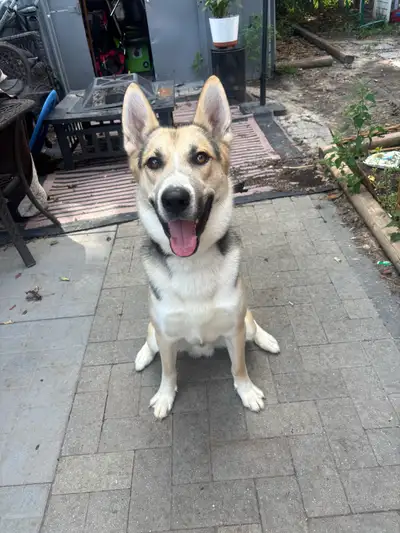 husky 1 year , View more