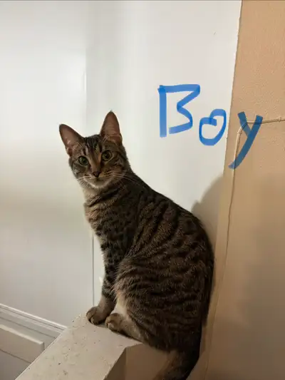 Kittens for Rehoming, View more