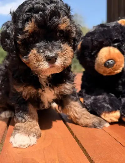 Chiots Teddy Bear Toy d’exception, Robe Phantom & Fourrure Royal, View more