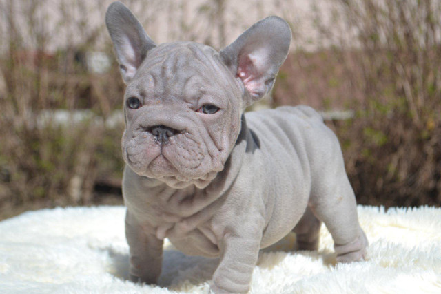 Quality Rare Frenchies- Villafrenchbulldogs in Dogs & Puppies for Rehoming in Vancouver - Image 4