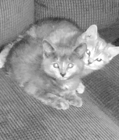 Sept chatons disponibles: 1 mâle tigré brun de 3 mois(né le 28 février) 1 female tigré brun de 2 moi...