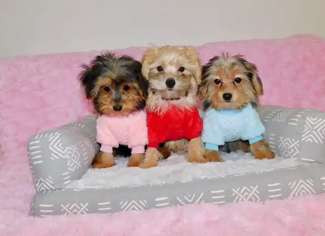 Tiny toy morkie puppies in Dogs & Puppies for Rehoming in City of Toronto - Image 4