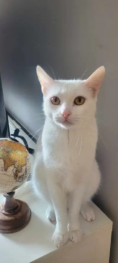 chat Icy, View more