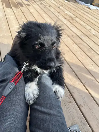 Located at RIMBEY. Adorable 12 week old Collie mini Schnoodle cross puppies. Both Male and Female av...