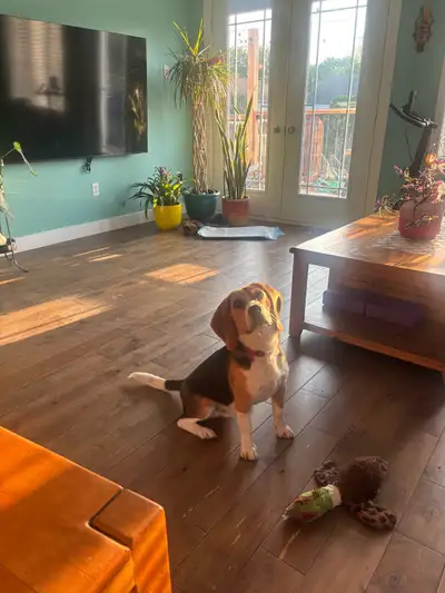 beagle male 9 mois, View more