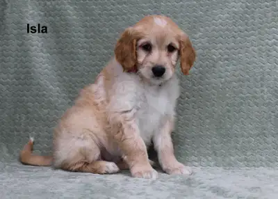 READY TO GO - 3 PUPPIES AVAILABLE Sophie & Koa had a litter of F1 goldendoodle puppies on February 1...