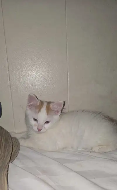 Male Kitten, View more