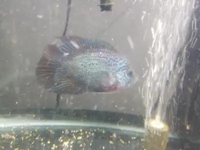 Flowerhorn Cichlid, View more