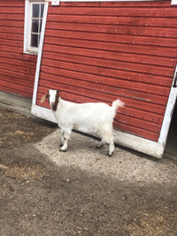 Boer female goat