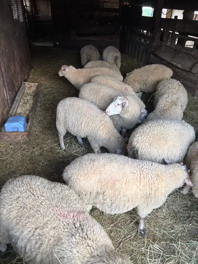 ram lambs , View more