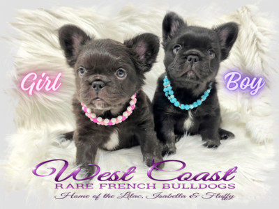 " BREAKING  NEWS" !! SPRING  SALE ON FLUFFY FRENCHIES !!