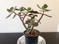 (#6) JADE Plant healthy growth home decor gift giving 35cm x 28c