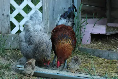 Roosters for sale, View more