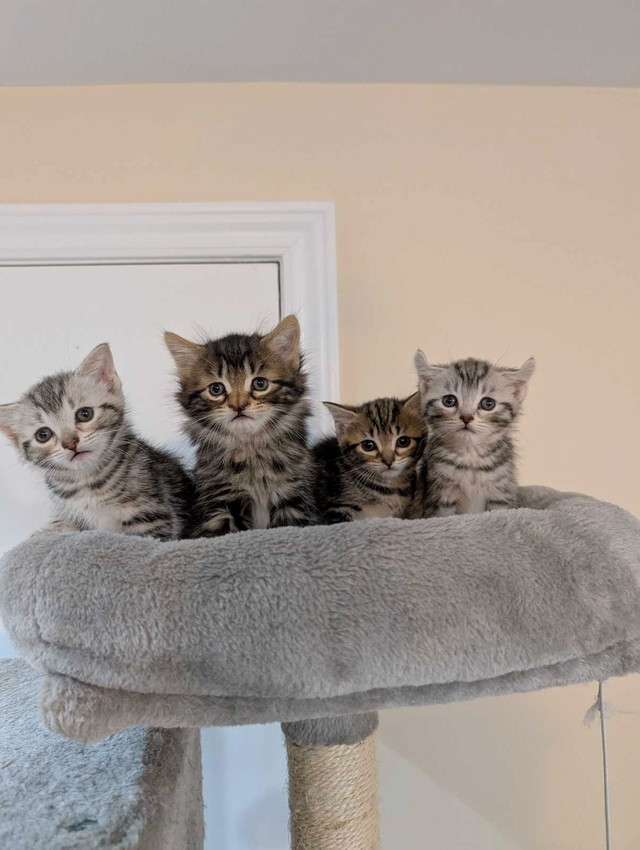 Baby Female Kittens Dewormed in Cats & Kittens for Rehoming in Mississauga / Peel Region - Image 3
