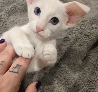 Oriental shorthair extreme kittens, View more