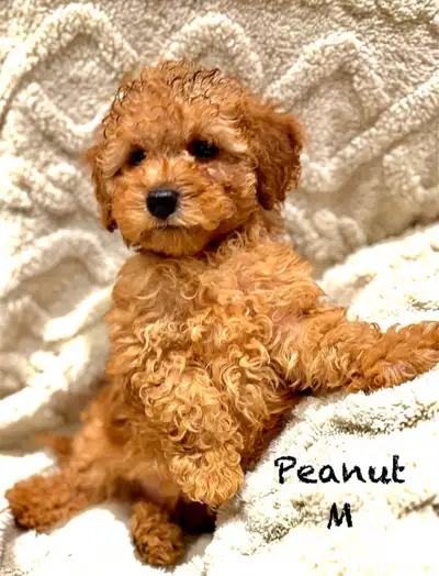 Voici Peanut un Toy Caniche Mâle. Il est prêt à partir. Tres affectueux , intelligent , et enjouée....