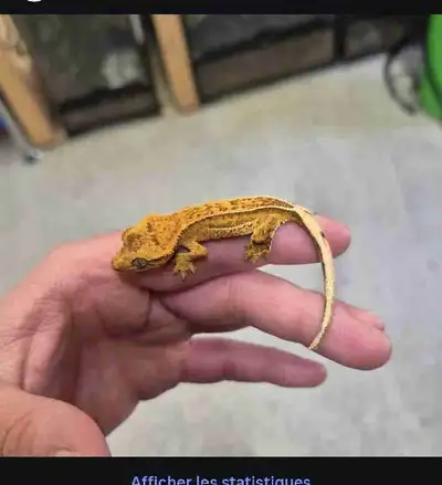 bébé gecko à crête, View more