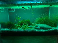 5 gallon tank and fish available 