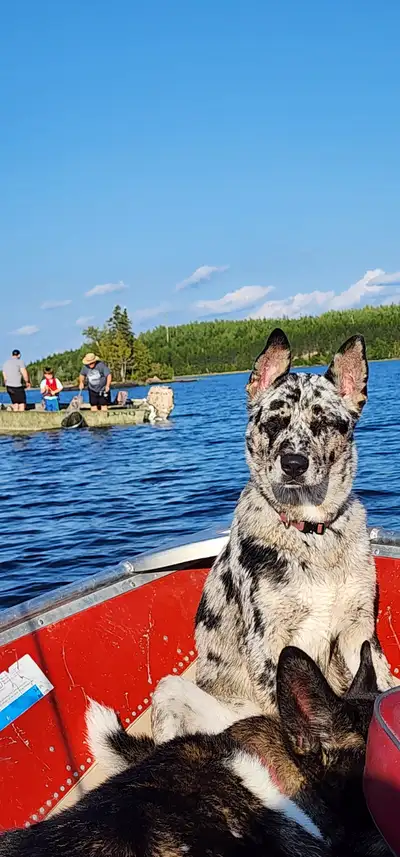 Akita Mix. Will be 1 year old in November. She will be rehomed spayed. Very sweet timid temperament....